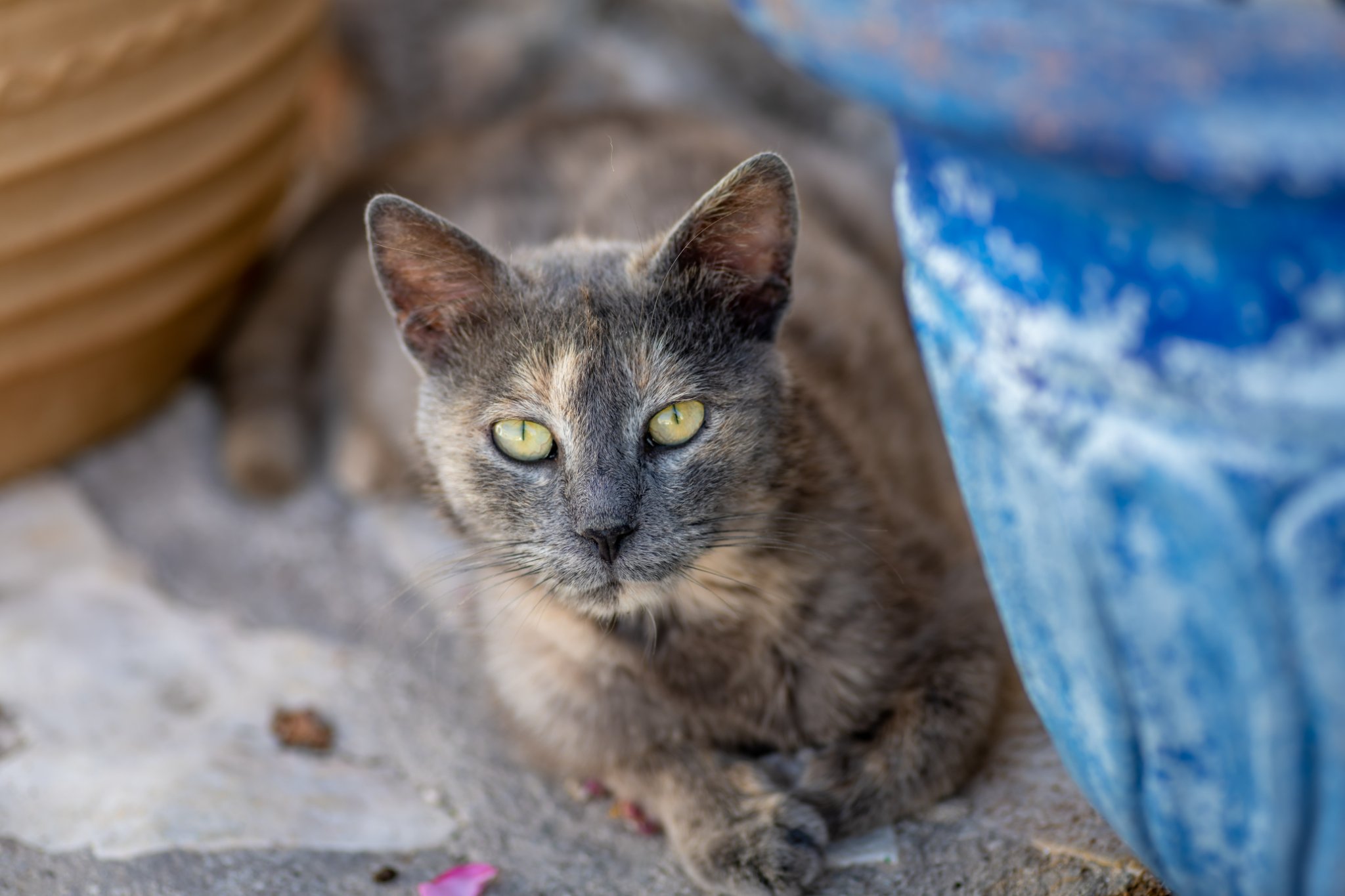 A grey cat looking at the camera